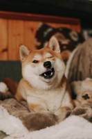 Alizé LEGRAND - ALY PHOTOGRAPHIE